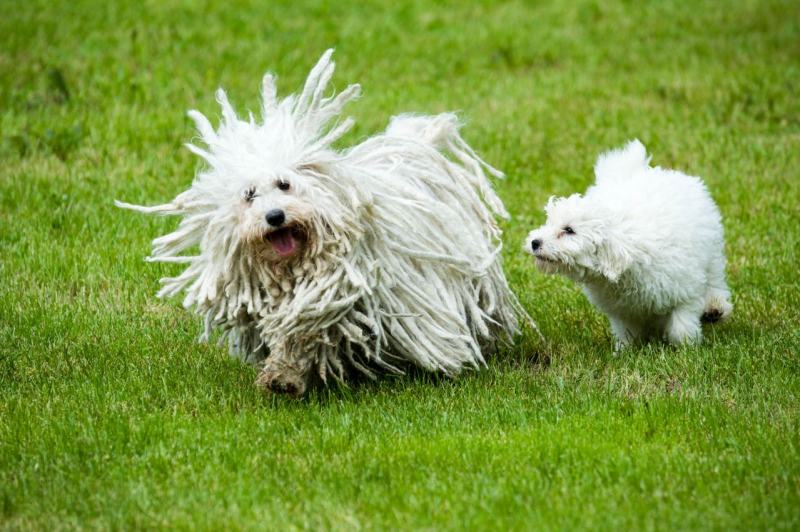 Chó Hungary Puli