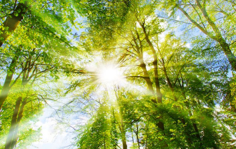 Tóm tắt, bố cục, nội dung chính văn bản Nắng mới