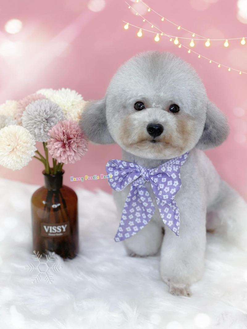 Huong Poodle Home