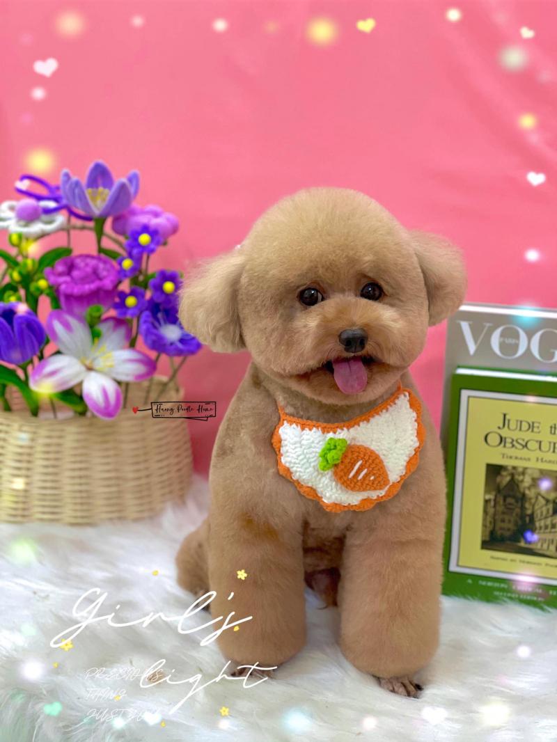 Huong Poodle Home