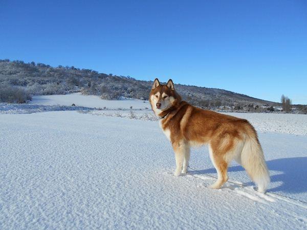 Giống chó Husky được biết đến như một giống chó cổ xưa nhất thế giới còn tồn tại có đến bây giờ