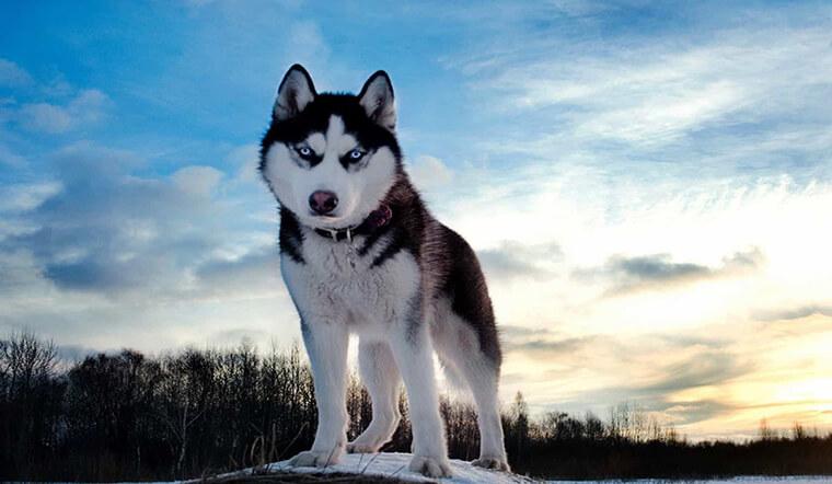 Husky