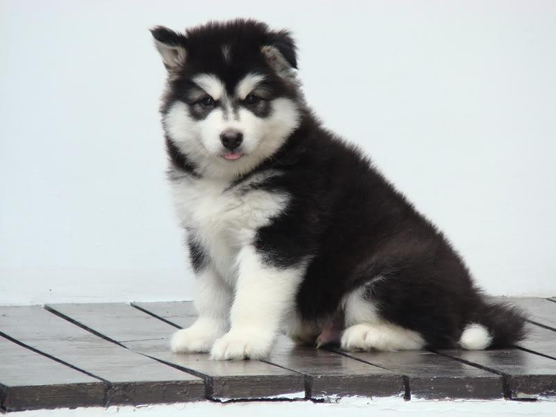 Husky Sibir