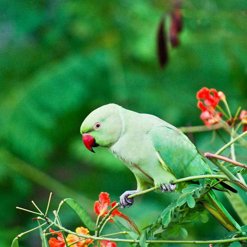 Indian Ring Parakeet