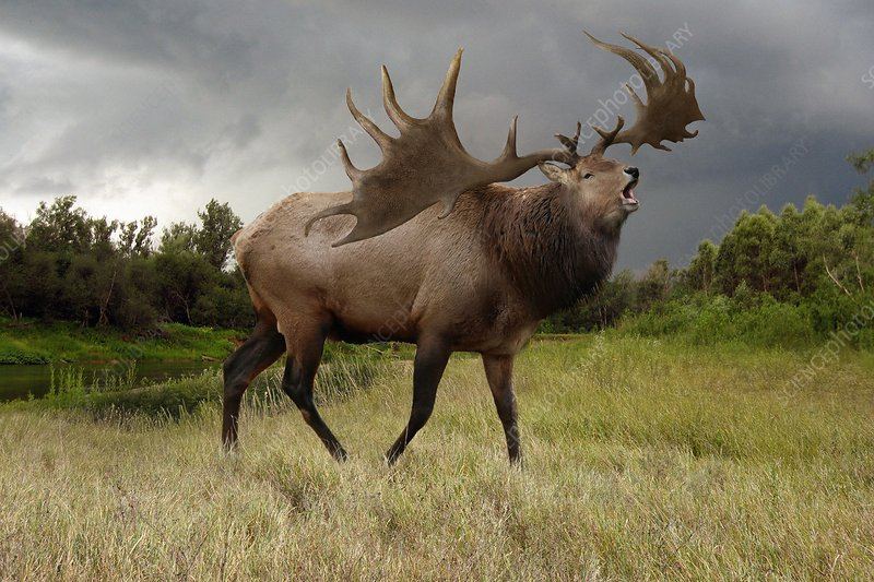 Irish Elk