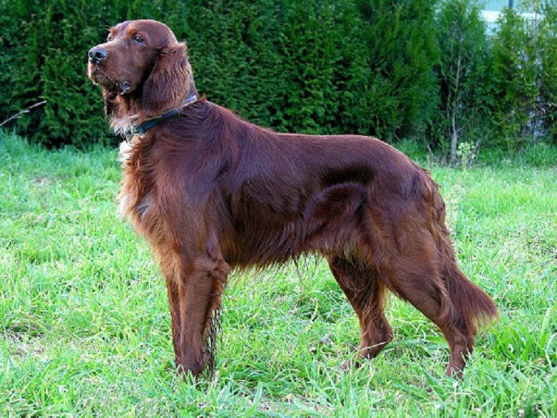 Những chú chó ﻿Irish Setter cũng rất hay tò mò