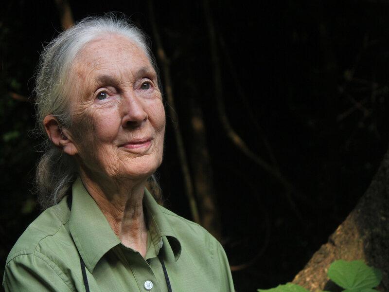 Jane Goodall