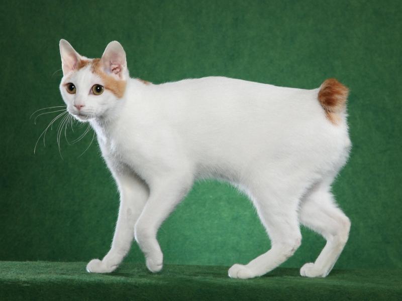 Japanese Bobtail có phần đuôi cụt ngắn như đuôi thỏ