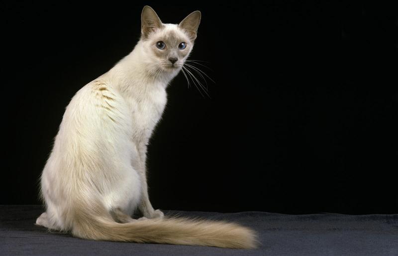 Javanese ﻿là một giống mèo lông dài, kích thước trung bình