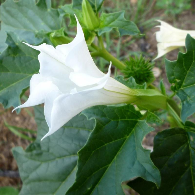 Cây Jimsonweed