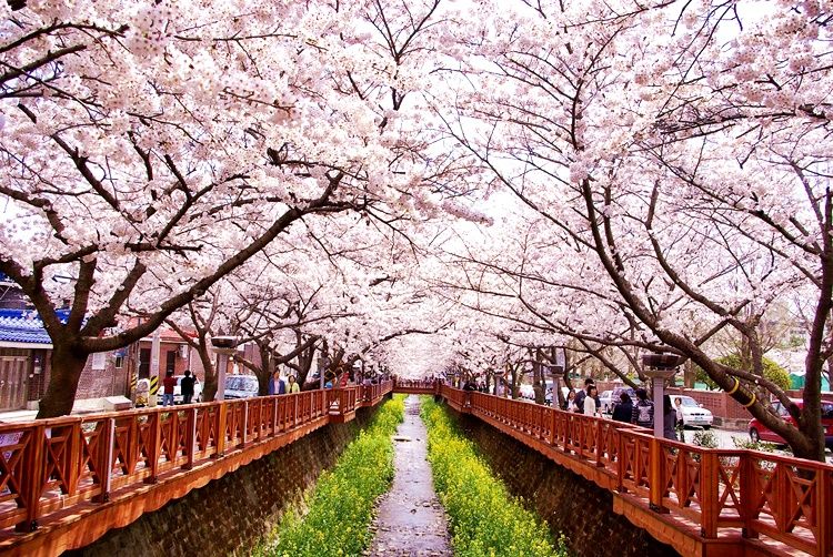 ﻿Jinhae là địa điểm tổ chức lễ hội hoa anh đào thường niên.