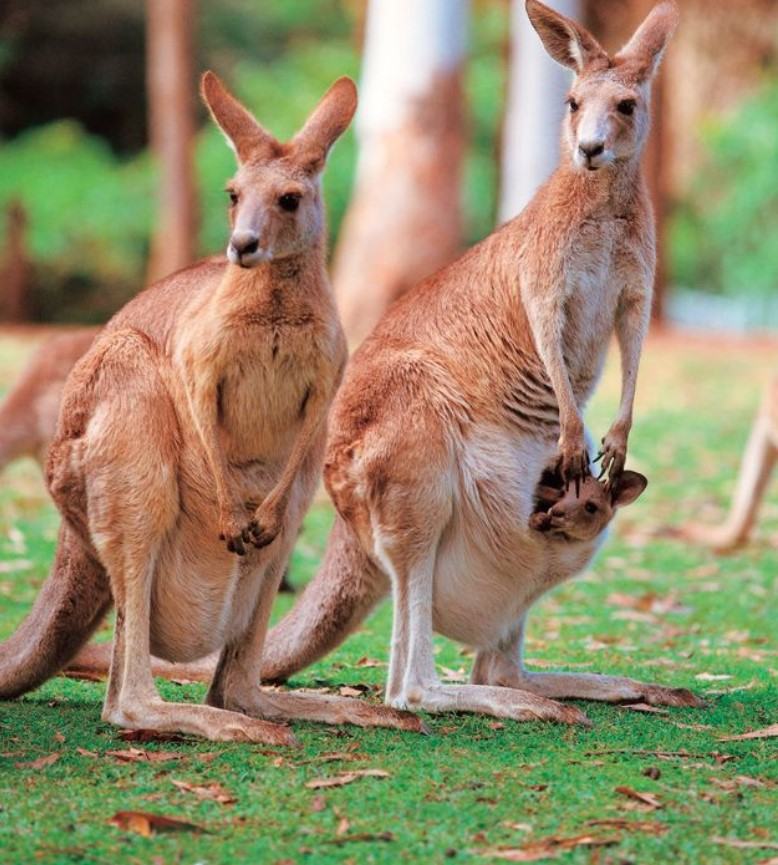 Kangaroo