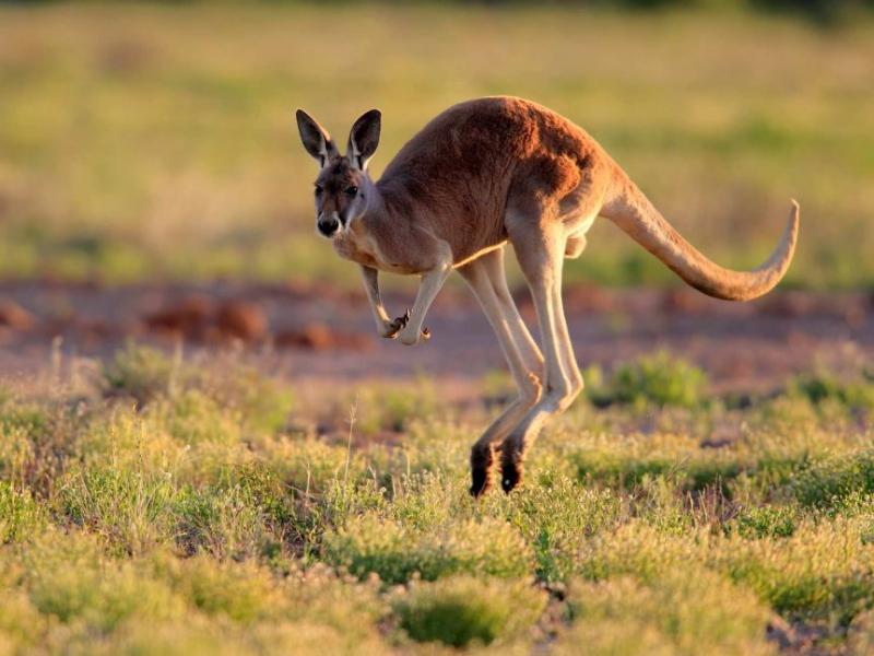 Kangaroo – Không đi lùi