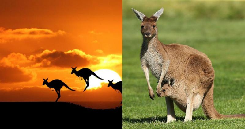 Kangaroo – loài thú có túi lớn nhất