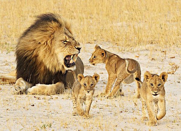 Tập tính sinh sản của sư tử