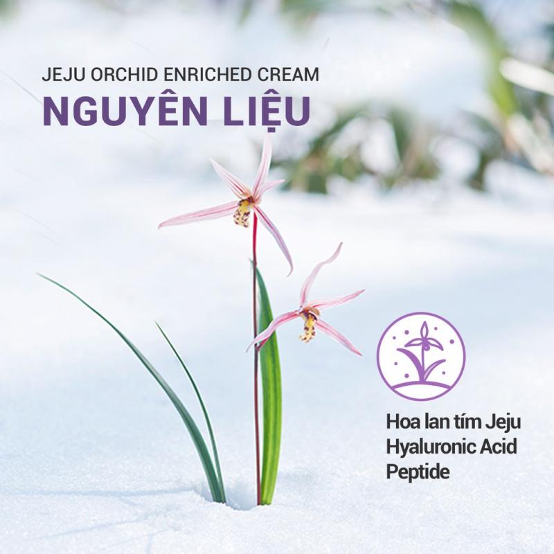 Kem dưỡng ẩm chống lão hóa hoa lan tím Innisfree Jeju Orchid Enriched Cream 50ml