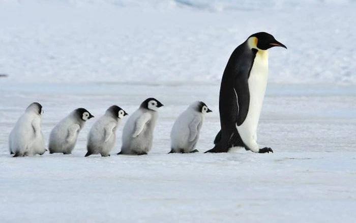 Khả năng chịu lạnh của chim cánh cụt