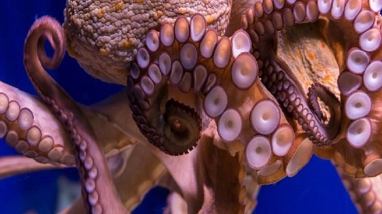 Một số sự thật thú vị về xúc tu của bạch tuộc