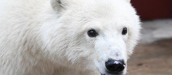 Khả năng nhịn ăn của gấu trắng Bắc Cực