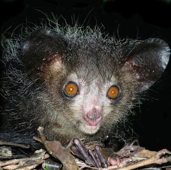 Khỉ Aye-aye