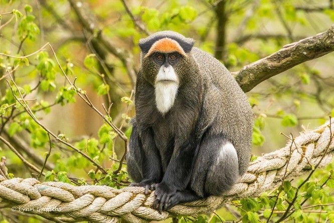 thú nuôi đắt nhất thế giới khỉ đầm lầy De Brazza