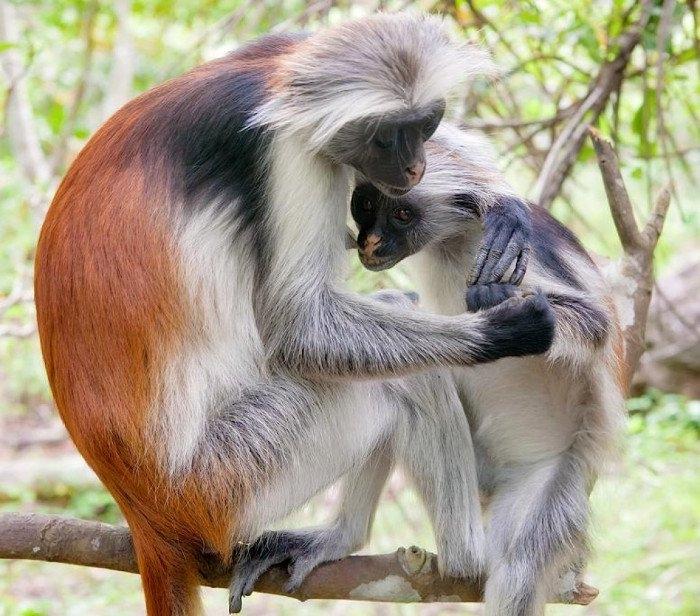 Khỉ đỏ colobus