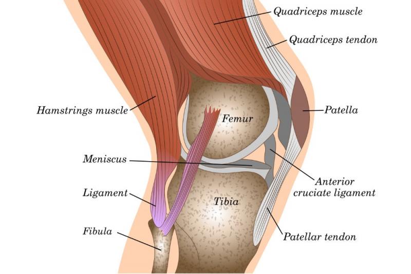 Khớp xương lớn nhất trong cơ thể bạn là đầu gối