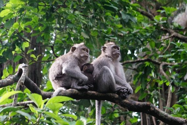 Khu bảo tồn thiên nhiên Pù Hu