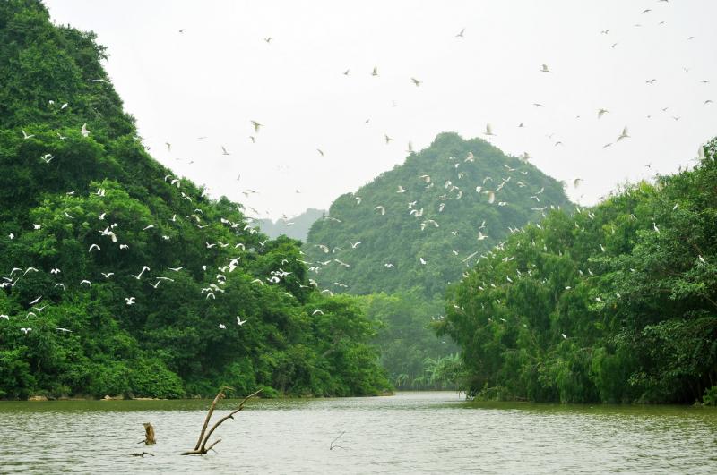 Vườn chim Thung Nham