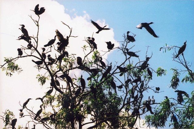 Đàn chim tại Vườn quốc gia U Minh Hạ