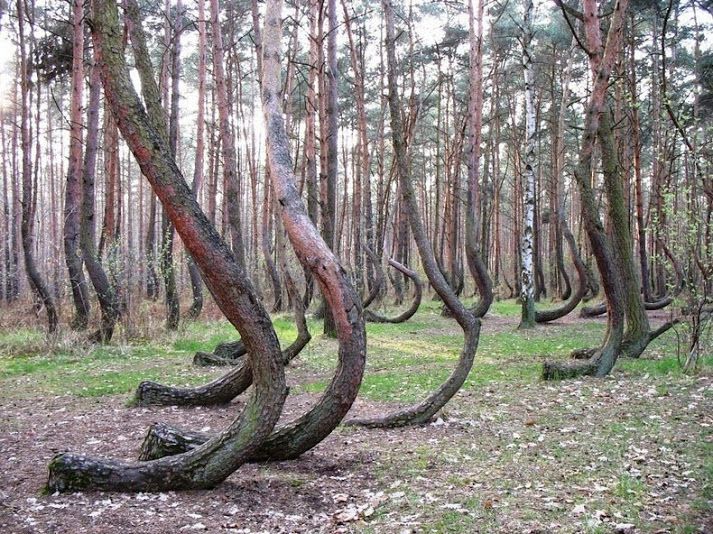 Khu rừng cây cong – Ba Lan