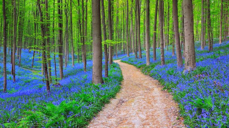 Khu rừng hoa chuông xanh  - Halle , Bỉ