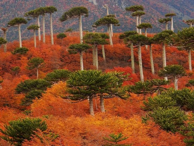 Khu rừng Monkey Puzzle, Chile