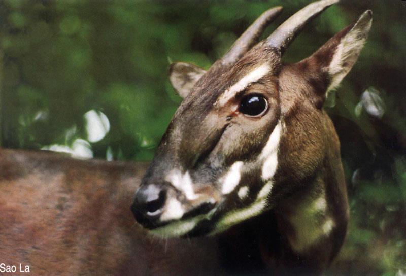 Saola in Pu Mat primeval forest