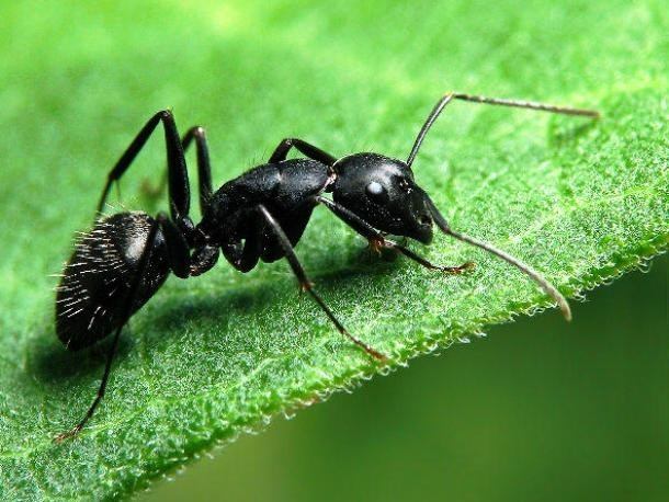 Top 10 loài côn trùng nguy hiểm nhất thế giới