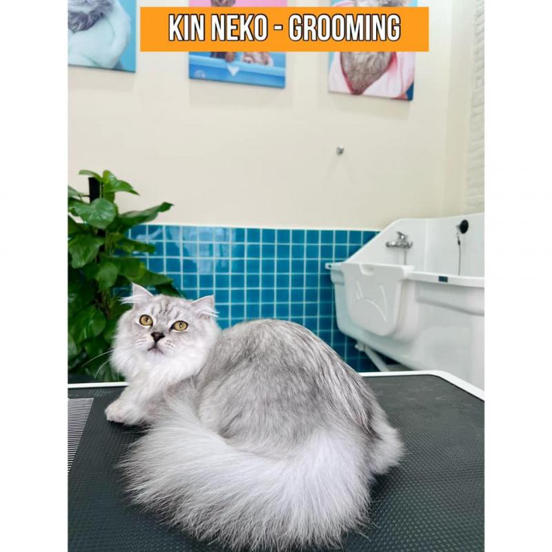 Kin Neko PetShop