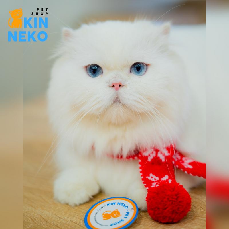 Kin Neko PetShop