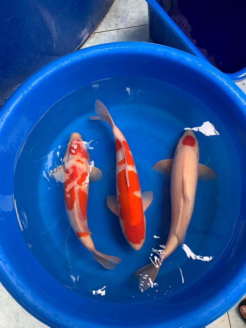 King Koi Farm Japan