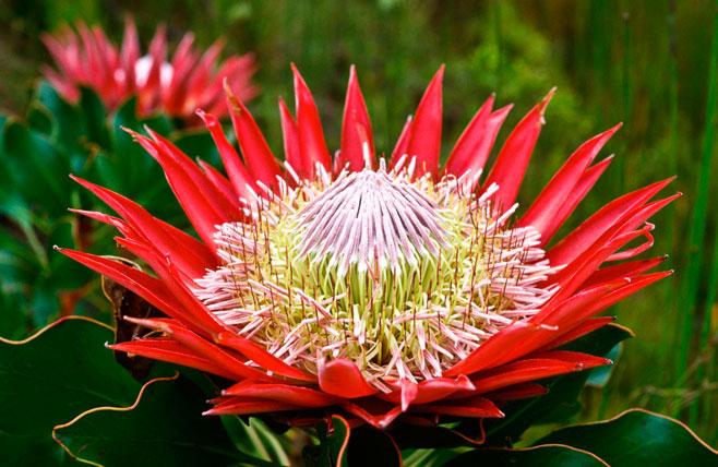 King Protea - South Africa's national flower