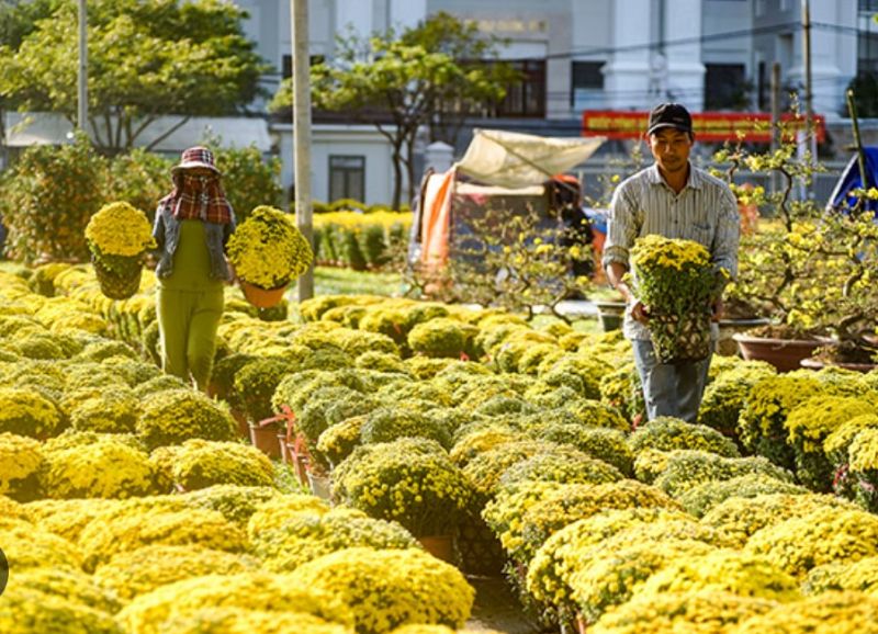 Kinh doanh hoa, cây cảnh chơi Tết