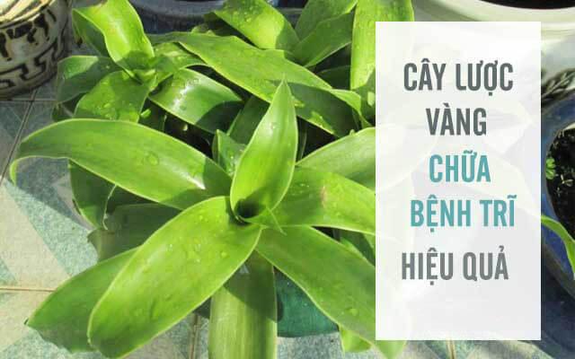 Kinh nghiệm chữa bệnh trĩ bằng cây lược vàng