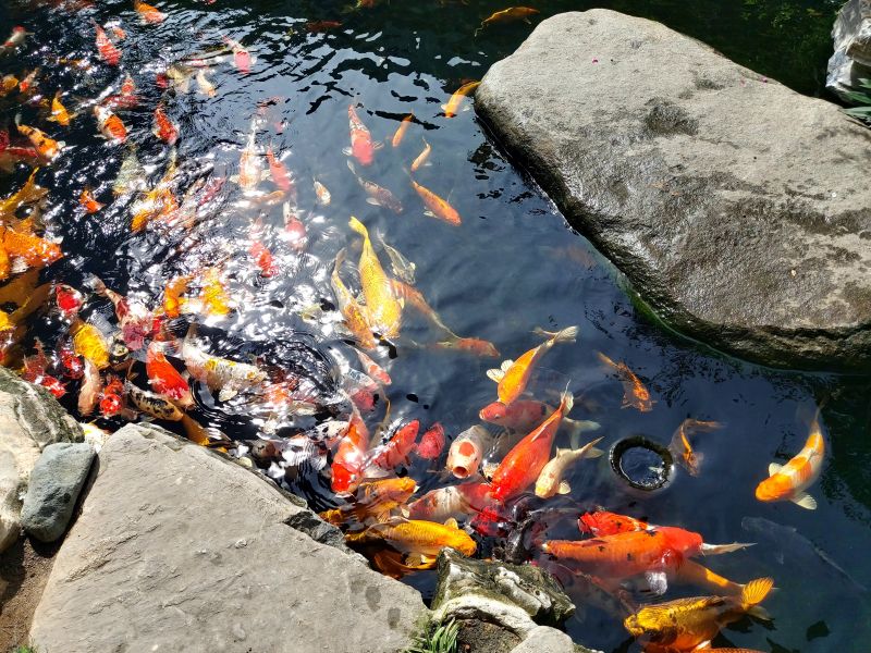 Koi Garden