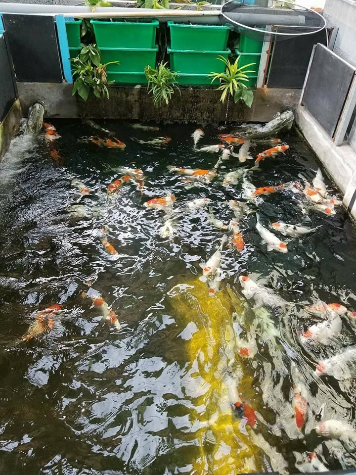 Shop bán thức ăn cho cá koi, phụ kiện hồ koi uy tín nhất tại TP. HCM