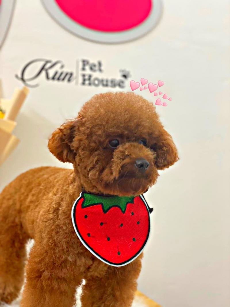 Kún Pet House