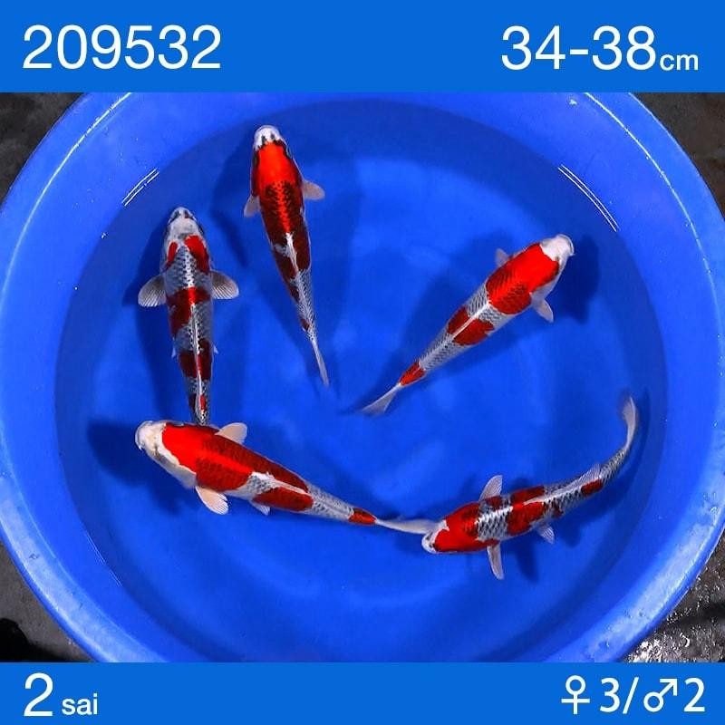 Kỳ Anh Koi Farm