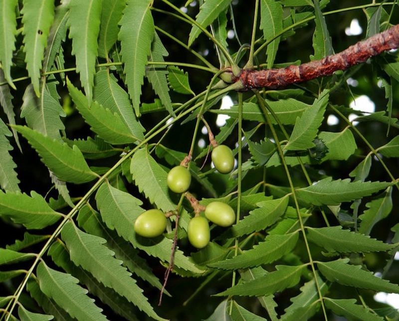 Lá sầu đâu (lá xoan Ấn Độ)