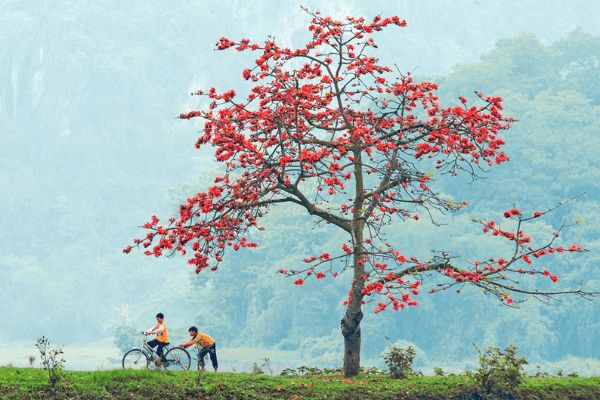 Là tôi nhớ cây gạo làng…