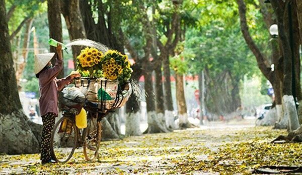 Lá vàng mùa thu Hà Nội