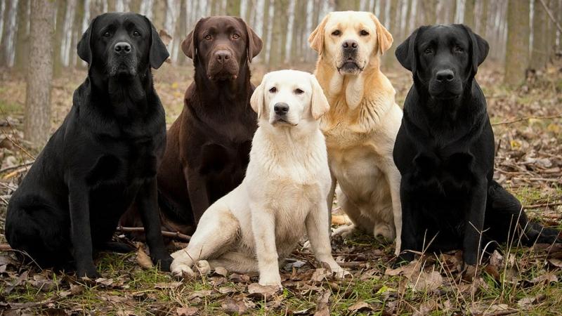 Labrador Retriever