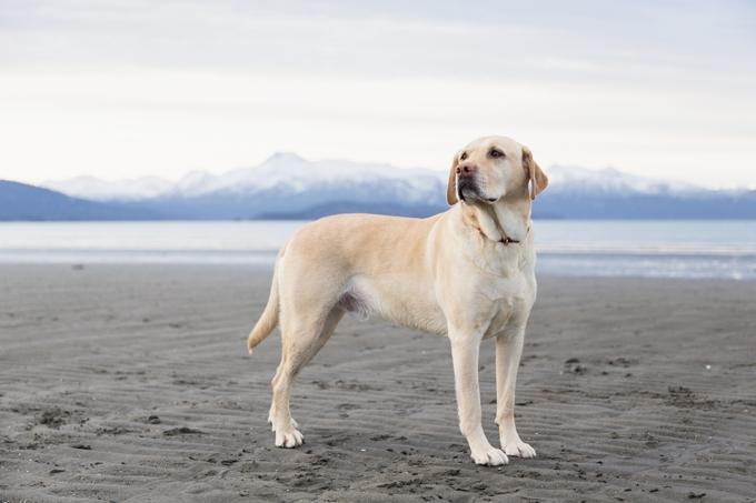 Chó tha mồi Labrador